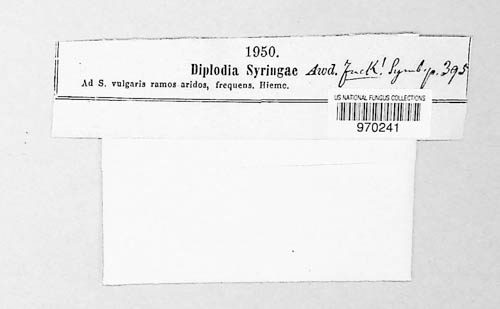 Diplodia syringae image